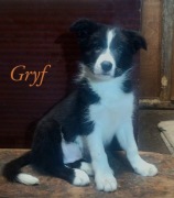 Piesek Border Collie (ZKwP) gotowy do odbioru 