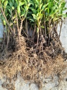 Ligustr pospolity - komplet 50 sztuk