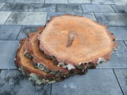 4y duże plastry drzewa Brzozy ~35cm