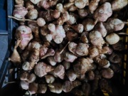 PROMOCJA w marcu 11kg  Topinambur sadzeniak 