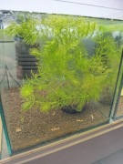 Krewetki Red Crystal + akwarium z wyposażeniem 