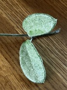Hoya hoja grey ghost
