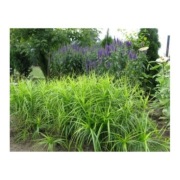 Turzyca palmowa trawa wieloletnia sadzonka 