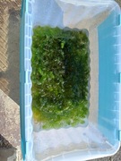 Rogatek rośliny akwariowe