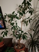 Fikus microkarpa bonsai