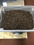 Kawa. Ziarna kawy dla ozdób.