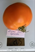 Pomidor Djena Less Golden nasiona kolekcjonerskie