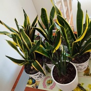 Sansevieria różnej wielkości sadzonki