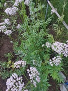 Lubczyk sprzedaż na pęczki Smart!