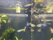 Ryba gupik oddam narybek w dobre ręce