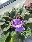 Fiołek afrykański fioletowy