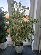 Fikus Benjamin jasny i ciemny ponad metrowy zdrowy 