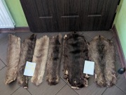 Skóry nutrii naturalne 25 sztuk garbowanie vintage
