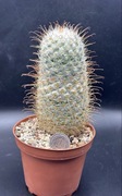 kaktus Mammillaria bomycina