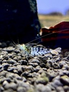 Krewetki Blonde Tiger Orange Eyes Caridina