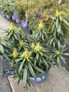 Rododendron kolekcjonerski Grazeasy Purple