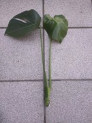 Sadzonka ukorzeniona -Monstera dziurawa 