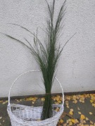 Żarnowiec. Świeże gałązki zimozielone.