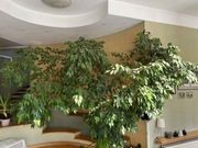 Duże drzewo fikus benjamin 4m