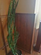 Kaktus w doniczce wilczomlecz ok 160cm cena do negocjacji 