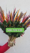 palmy żywe, palmy Wielkanocne-PRODUCENR-  HURT - min. 30 szt.