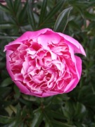 Peonia piwonia różowa 1 sztuka 