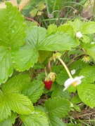 Poziomka ogrodowa duże owoce 20 sadzonek