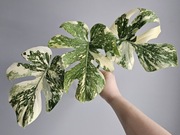 Monstera White Snow cudne wybarwienie szczyt 