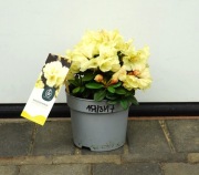 RÓŻANECZNIK CENTENNIAL GOLD PBR - Rhododendron * SUPER