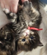 Maine coon kocięta do rezerwacji odbiór lipiec 