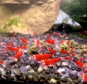 Super Crystal Red SANTA - krewetki Caridina