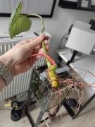 Philodendron Mc dowell SZCZYT 