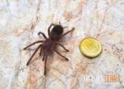 Lasiodora parahybana