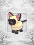 Siamese Cat Adopt Me