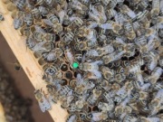 5+1 Buckfast Primorski wys.18-20.05 matki pszczele Pasieka Wolinia 