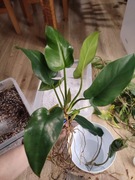 Philodendron Giganteum