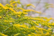 Nawłoć kanadyjska-Solidago canadensis - duża sadzonka