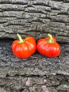 Edeselma  Papryka Słodka 