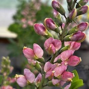 Baptisia 'Pink Trufle' 5n 