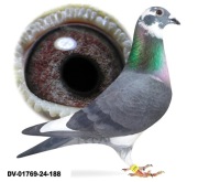 Młode para 15 Oryg. A&W Drapa Inbred Black Panter gołebie pocztowe 