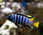 pyszczaki Kraków różne gatunki różne wielkości