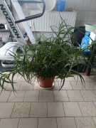 Duży rozrośnięty aloes XXL z odrostami