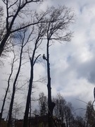 Wycinka i pielęgnacja drzew, rębak