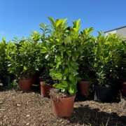 Laurowiśnia Wschodnia "Novita" 120-140 cm donica 10L