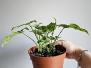 Syngonium Mottled Mojito w bigosie