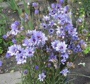 Kupidynek niebieski / Catananche 30 nasion