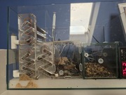 Messor barbarus królowa + około 1000 towarzystwa