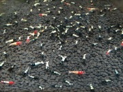 Krewetki Caridina Pinto Black ZAMIANA GRATIS PROMO