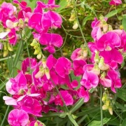 Lędźwian szerokolistny bylina wieloletnia sadzonka 