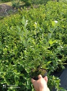 Borówka amerykańska " CHANDLER"